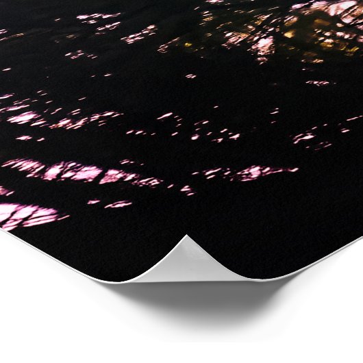 Mature Bald Eagle in Evergreen Tree Poster (Hoek)