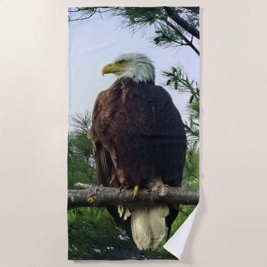 Mature Bald Eagle in Evergreen Tree Strandlaken (Voorkant)