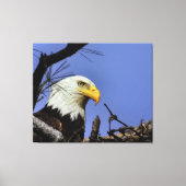 Mature Bald Eagle in Nest Canvas Afdruk (Voorkant)