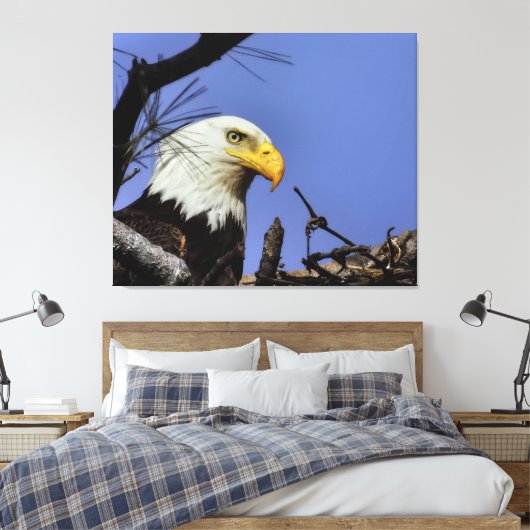 Mature Bald Eagle in Nest Canvas Afdruk (Insitu (Slaapkamer))