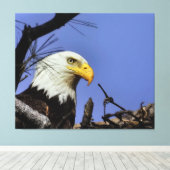 Mature Bald Eagle in Nest Canvas Afdruk (Insitu (Houten vloer))