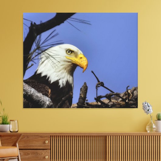 Mature Bald Eagle in Nest Canvas Afdruk (Insitu (Woonkamer))