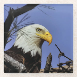 Mature Bald Eagle in Nest Glazen Onderzetter