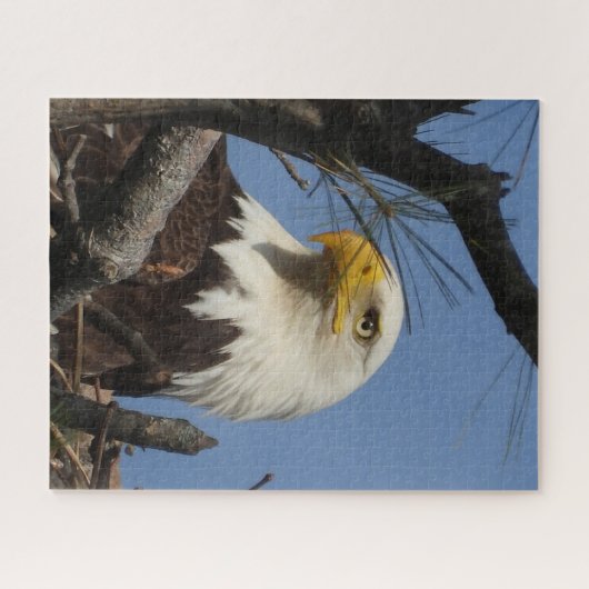 Mature Bald Eagle in Nest Jigzaag Puzzle Legpuzzel (Horizontaal)
