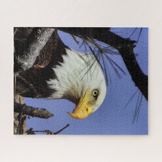 Mature Bald Eagle in Nest Legpuzzel (Horizontaal)