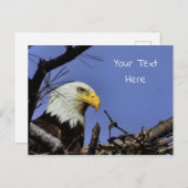 Mature Bald Eagle in Nest *Personalize* Briefkaart (Voorkant / Achterkant)