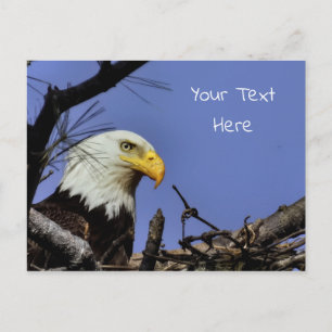 Mature Bald Eagle in Nest *Personalize* Briefkaart