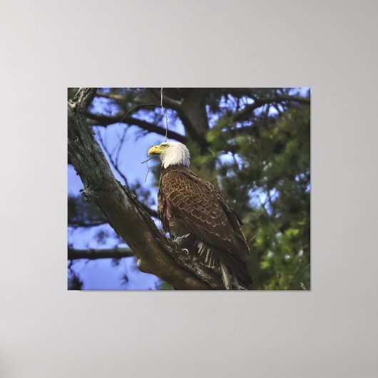 Mature Bald Eagle Pered in Tree Canvas Afdruk (Voorkant)