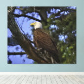 Mature Bald Eagle Pered in Tree Canvas Afdruk (Insitu (Houten vloer))