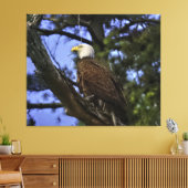 Mature Bald Eagle Pered in Tree Canvas Afdruk (Insitu (Woonkamer))