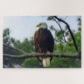 Mature Bald Eagle Pered in Tree Legpuzzel (Horizontaal)