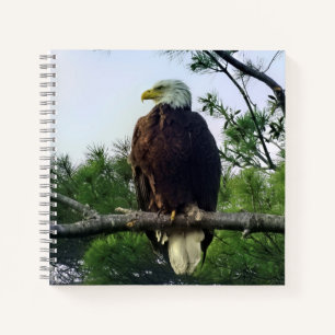 Mature Bald Eagle Pered in Tree Notitieboek