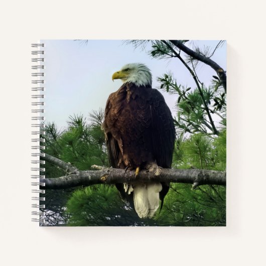 Mature Bald Eagle Pered in Tree Notitieboek (Voorkant)