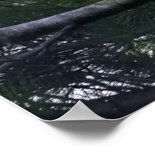 Mature Bald Eagle Pered in Tree Poster (Hoek)