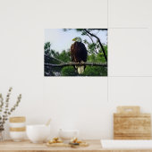 Mature Bald Eagle Pered in Tree Poster (Keuken)