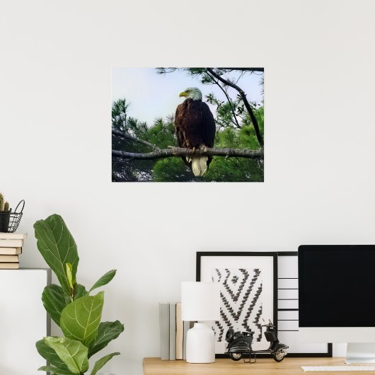 Mature Bald Eagle Pered in Tree Poster (Thuiskantoor)