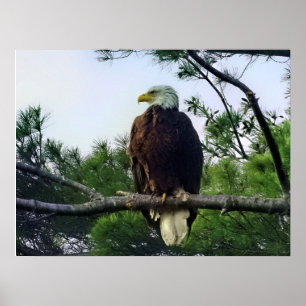 Mature Bald Eagle Pered in Tree Poster