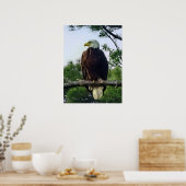 Mature Bald Eagle Pered in Tree Poster (Keuken)