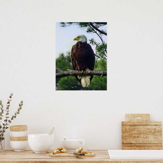 Mature Bald Eagle Pered in Tree Poster (Keuken)