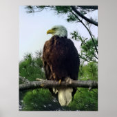 Mature Bald Eagle Pered in Tree Poster (Voorkant)
