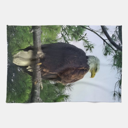 Mature Bald Eagle Pered in Tree Theedoek (Horizontaal)