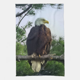 Mature Bald Eagle Pered in Tree Theedoek