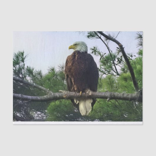 Mature Bald Eagle Pered in Tree Tissuepapier (Voorkant)