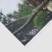 Mature Bald Eagle Pered in Tree Tissuepapier (Detail)