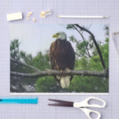 Mature Bald Eagle Pered in Tree Tissuepapier (Craft)