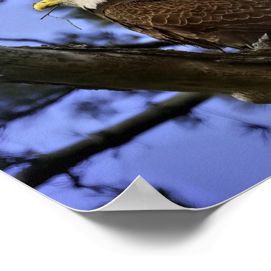 Mature Bald Eagle Poster (Hoek)