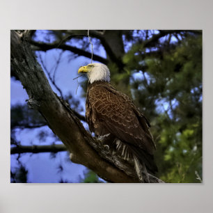 Mature Bald Eagle Poster