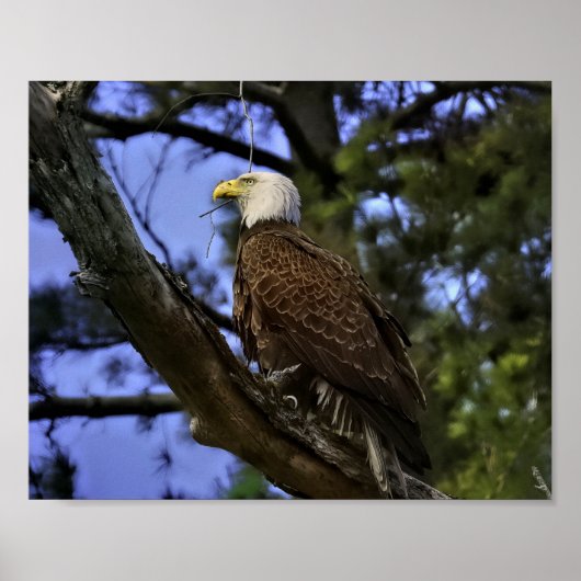 Mature Bald Eagle Poster (Voorkant)