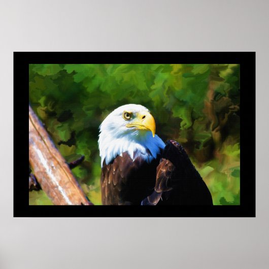 Mature Bald Eagle Wildlife Painting Poster (Voorkant)
