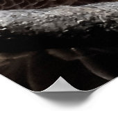 Mature Male Bald Eagle Close Up Head Shot Poster (Hoek)