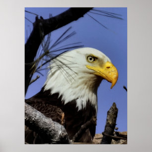 Mature Male Bald Eagle Close Up Head Shot Poster