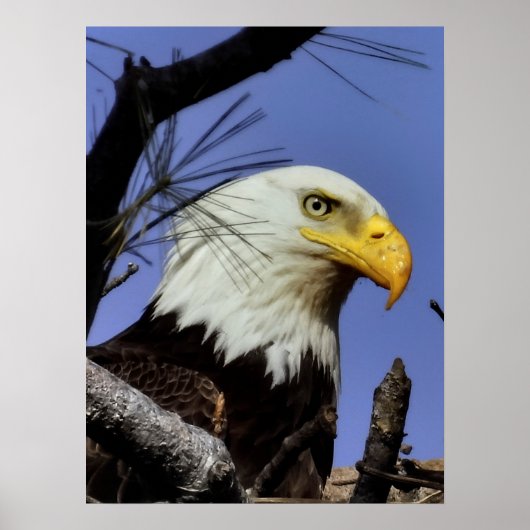 Mature Male Bald Eagle Close Up Head Shot Poster (Voorkant)