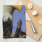 Mature Male Bald Eagle Close Up Head Shot Theedoek (Quarter Fold)