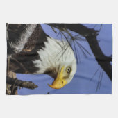 Mature Male Bald Eagle Close Up Head Shot Theedoek (Horizontaal)