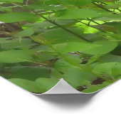 Mature Male Wild Turkije Poster (Hoek)