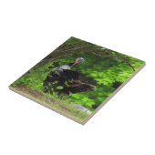 Mature Male Wild Turkije Tegeltje (Zijkant)