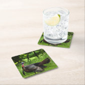 Mature Male Wild Turkije toont veren Kartonnen Onderzetters (Insitu)