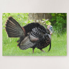Mature Male Wild Turkije toont veren  Legpuzzel