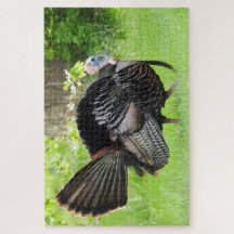 Mature Male Wild Turkije toont veren 