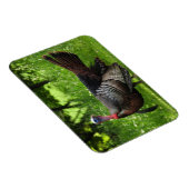 Mature Male Wild Turkije toont veren Magneet (Rechterzijde)