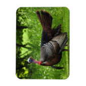 Mature Male Wild Turkije toont veren Magneet (Verticaal)