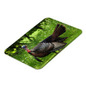 Mature Male Wild Turkije toont veren Magneet (Linkerzijde)