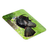 Mature Male Wild Turkije toont veren Magneet (Rechterzijde)