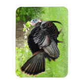 Mature Male Wild Turkije toont veren Magneet (Verticaal)