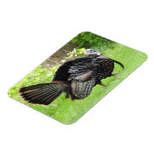 Mature Male Wild Turkije toont veren Magneet (Linkerzijde)