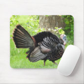 Mature Male Wild Turkije toont veren Muismat (Met muis)